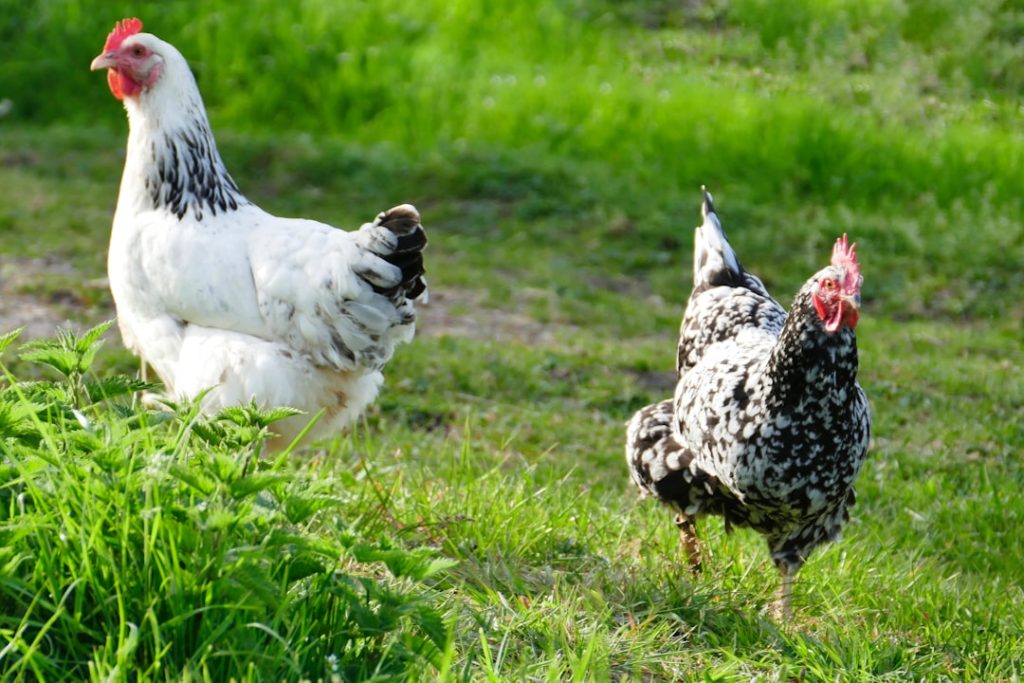 Zwei freilaufende Hühner im Gras