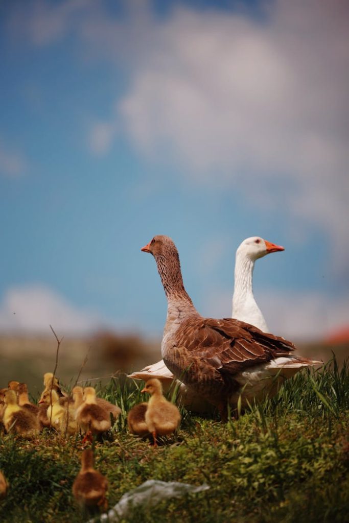 Zwei Gänse mit Gänseküken auf einer üppig grünen Wiese unter blauem Himmel.